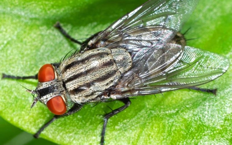 Control Flies At Your Home Or Business