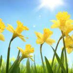 Daffodil is the “Flower of the Month” for March
