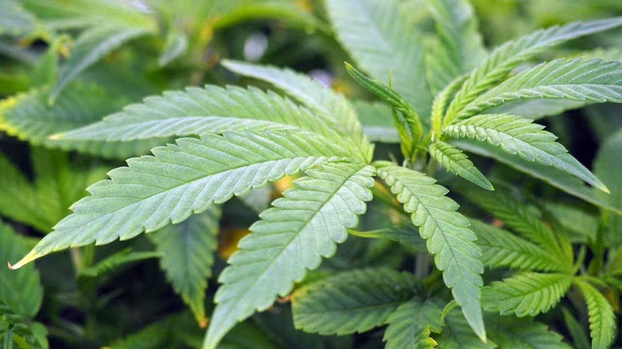 Unearthing the World of Concentrated Cannabis: A Comprehensive Review