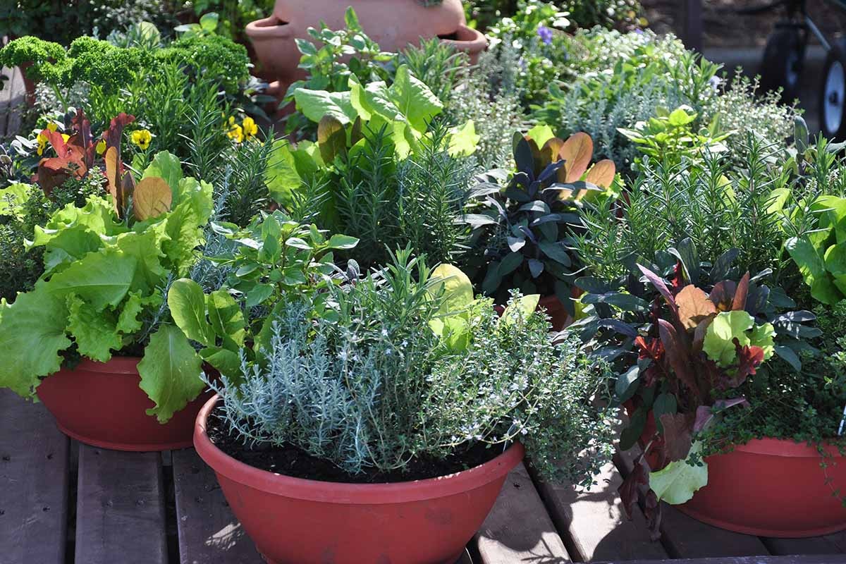 Innovations in Plant Growth: Exploring Modern Wholesale Nursery Pot Designs