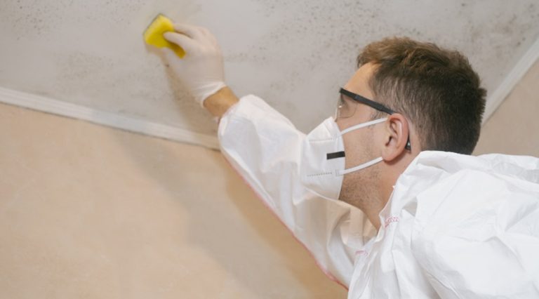 Mold Inspection vs. Mold Testing: What’s the Difference?